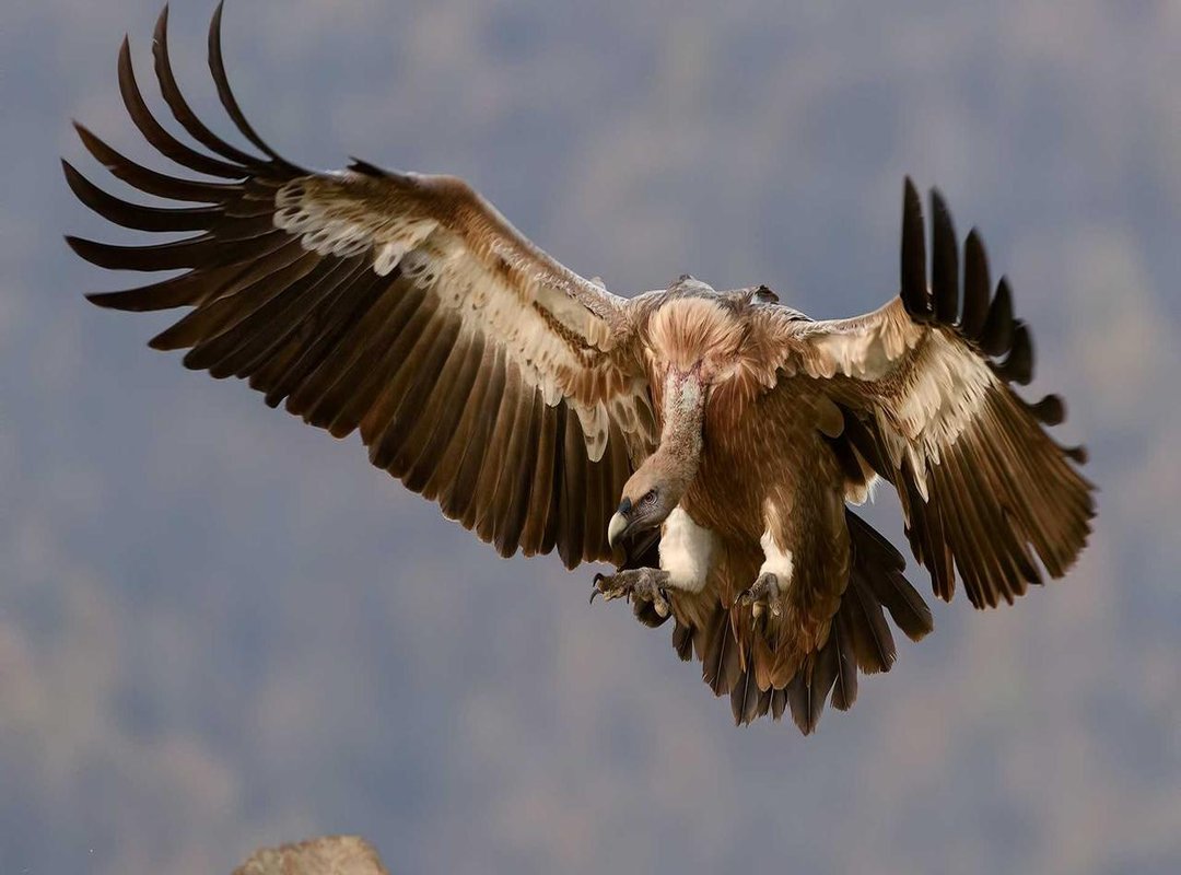 The Final Verdict: A Health Hack or a Risky Trend?